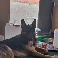 واگذاری سگ|سگ|پردیس, شهرک صنعتی خرمدشت فاز ۷|دیوار