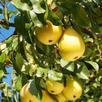 نهالستان گردو و ارقام میوه های مقام بهسرما|خدمات باغبانی و درختکاری|مرزنآباد, |دیوار