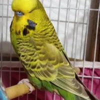 خریدار خریدار،مرغ عشق انگلیسی (نر)