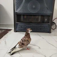 کفتر سرور