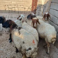 ۶ راس میش