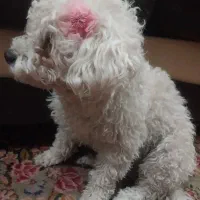 امده بیرون از خانه