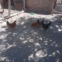 مرغ محلی جوان