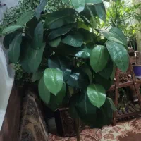 گل مصنوعی|گل مصنوعی|تهران, سلیمانی|دیوار