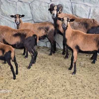 فروش قوچ ومیش