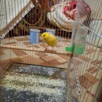 قناری نر مست خون|پرنده|مشهد, رده|دیوار