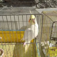 عروس هلندی|پرنده|ابرکوه, |دیوار