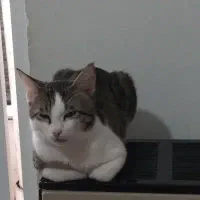 واگزاری گربه