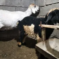 فروش میش بره دار