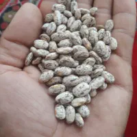 لوبیا چیتی ارتشی