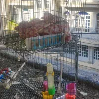 قفس بزرگ و کوچک