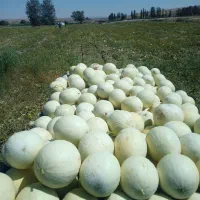 طالبی سفید