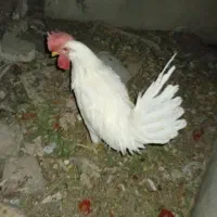 خروس سفید محلی