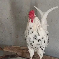 خروس|حیوانات مزرعه|اهواز, ۳۰ متری|دیوار