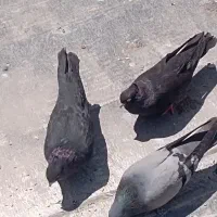 پرنده|پرنده|ایوان, |دیوار