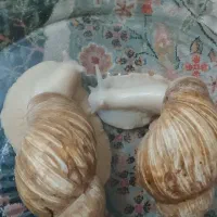 حلزون آلبینو