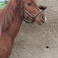 اسب. کره نریان عرب