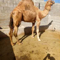 شتر گاو هاشی مجی ارونه شتر شکسته