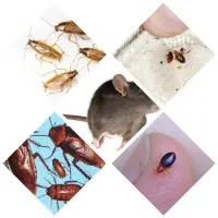 سمپاشی منازل سوسک ساس و.. صد درصد تضمینی|خدمات نظافت|تهران, صادقیه|دیوار