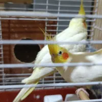 عروس هلندی  جفت مولد با جوجه
