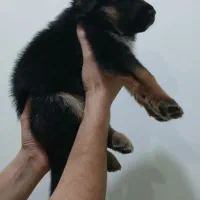 توله ژرمن ماده