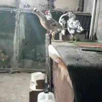 نیمچه گلین ۴ ماهه