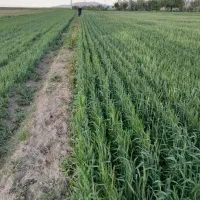 فروش ۱۵۰۰۰ متد زمین کشاورزی و چاه عمیق و استخر|فروش دفتر صنعتی، کشاورزی، تجاری|هیر, |دیوار