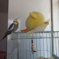 عروس هلندی لوتینو|پرنده|تنکابن, |دیوار