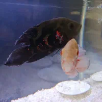 ۲ماهی اسکار سالم و سر حال