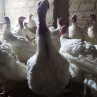 فروش بوقلمون محلی زنده یا کشتار|حیوانات مزرعه|آباده, |دیوار