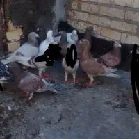 کبوتر|پرنده|مشهد, کشاورز|دیوار