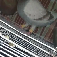 3جفت نروماده