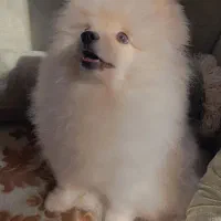 پامر خرسی وارداتی اصیل