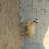 یک عدد میش|حیوانات مزرعه|بندرعباس, |دیوار