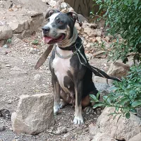 سگ پیتبول|سگ|شیراز, گویم|دیوار