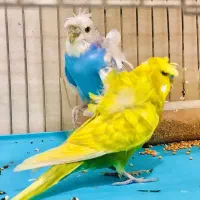 مرغ عشق پروانه ای اصیل