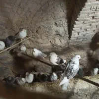 تعدادی کبوتر نر وماده