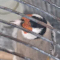 سهره چهار گل سهره مس مس