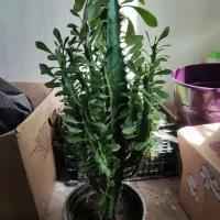 گل طبیعی خونگی|گل و گیاه طبیعی|یاسوج, |دیوار