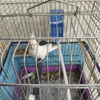 عروس نر آلیبو وفنچ کرواتی