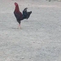 فروش خروس محلی