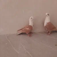 ساده سیاه و کلاغ|پرنده|نیشابور, شهرک اندیشه|دیوار