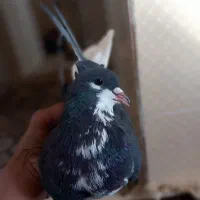 کبوتر شهری خوش قیمت