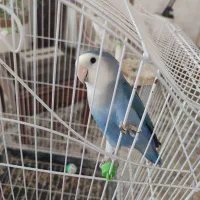 طوطی برزیلی نر وایت فیس دستی