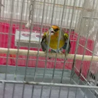 سهره قناری پرو کت ول کن بدونه دهن قناری