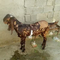 حیوانات مزرعه