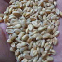 گندم آبی|حیوانات مزرعه|کوهدشت, |دیوار