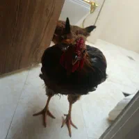 خروس