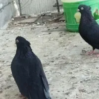 یه جفت زاغ عتیقه جفت نر