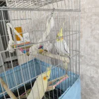 دو عدد عروس هلندی سالم وزیبا|پرنده|صباشهر, |دیوار